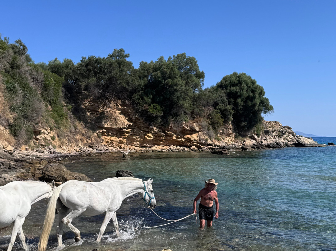 Parashis Zakynthian Horse Stud - Yannis horses-Alykanas必去景点