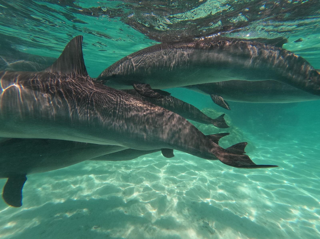Sataya Dolphin Reef-马萨阿拉姆必去景点