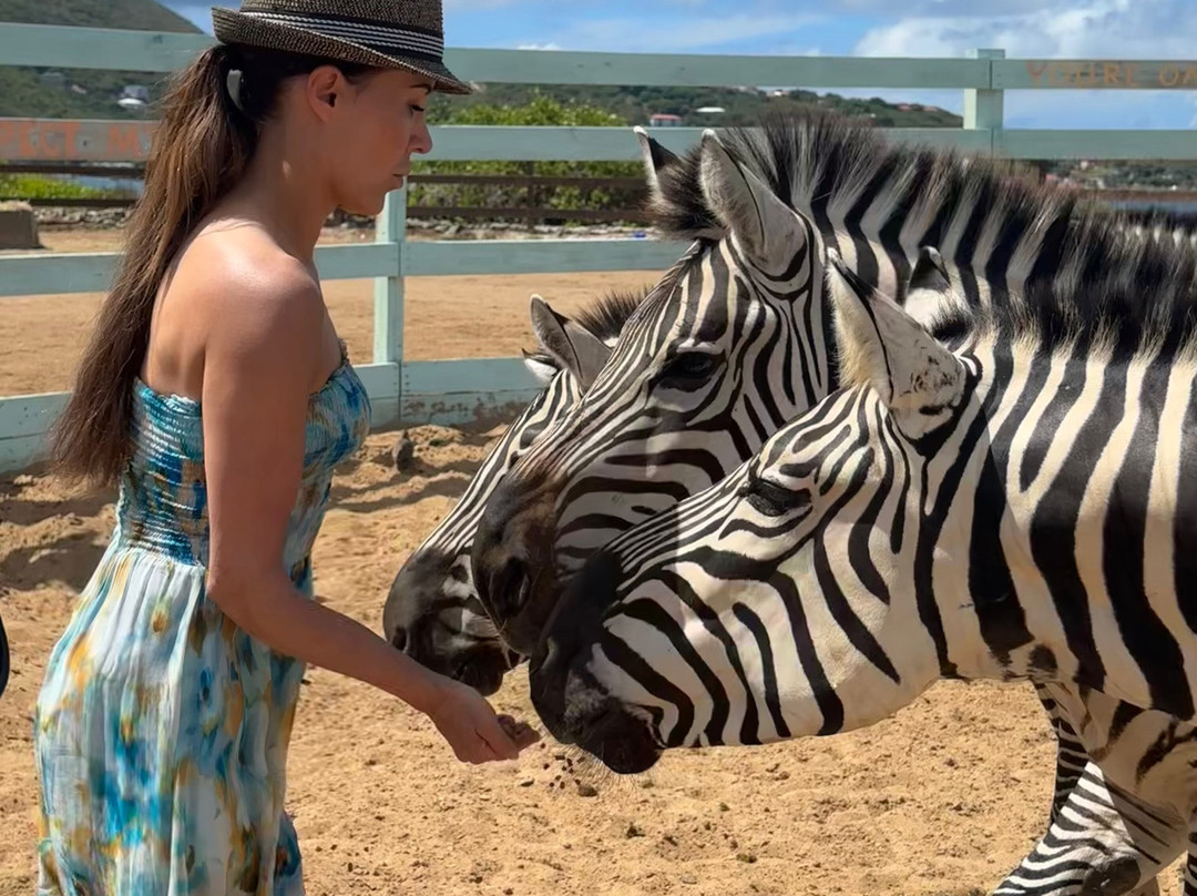 The Aerial, BVI主图