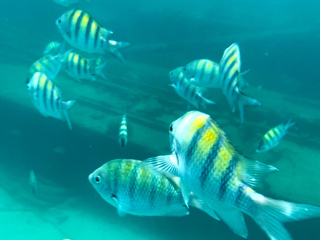 Captain Dwayne Barbados / Livity Cruises-巴巴多斯必去景点