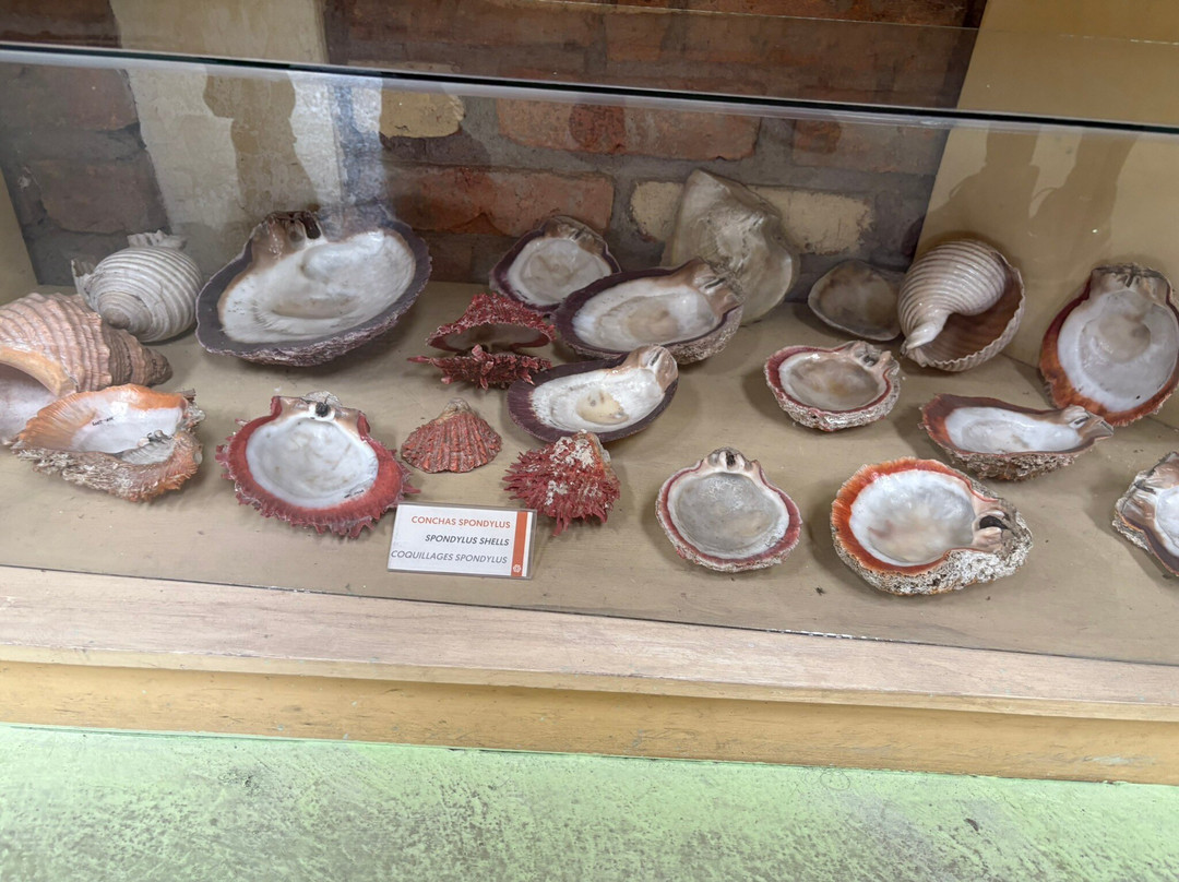 Museo de las Culturas Aborigenes-昆卡必去景点