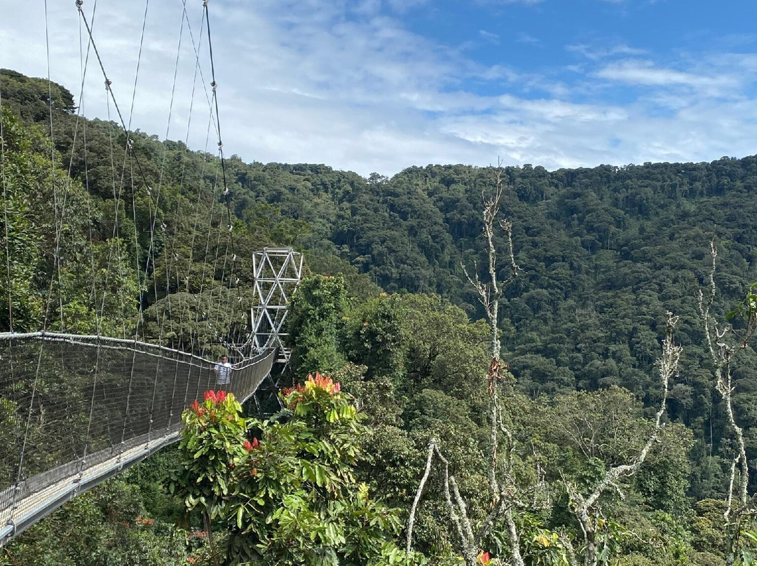 Nyungwe National Park - Rwanda-Western Province必去景点