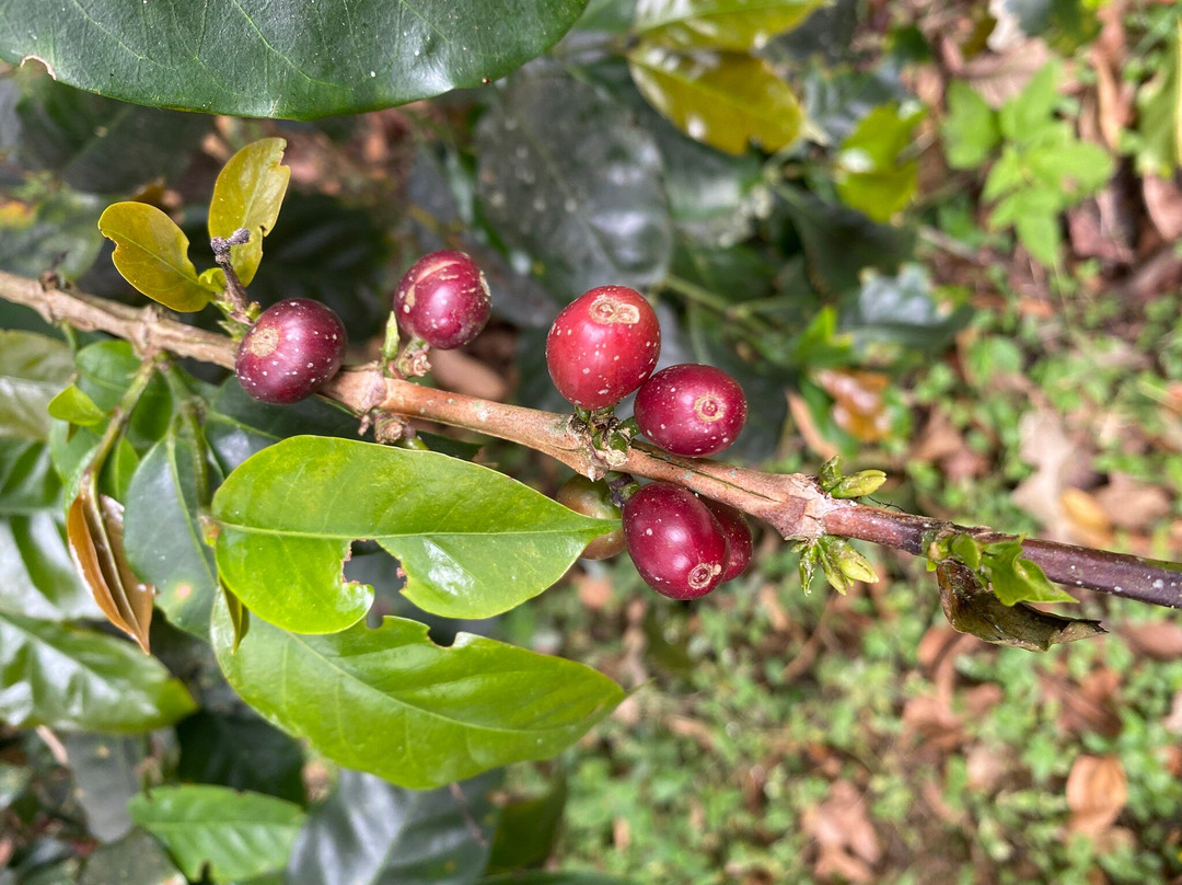 El Recuerdo Finca Cafetera Tradicional-萨伦托必去景点