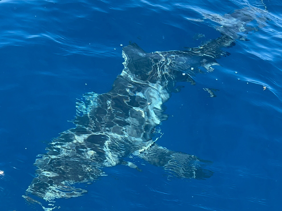 Florida Shark Diving-朱庇特必去景点