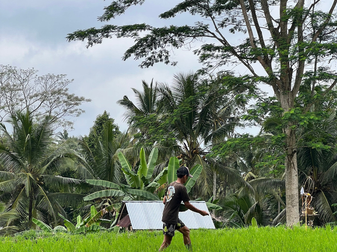 Authentic Walking Tours-乌布必去景点