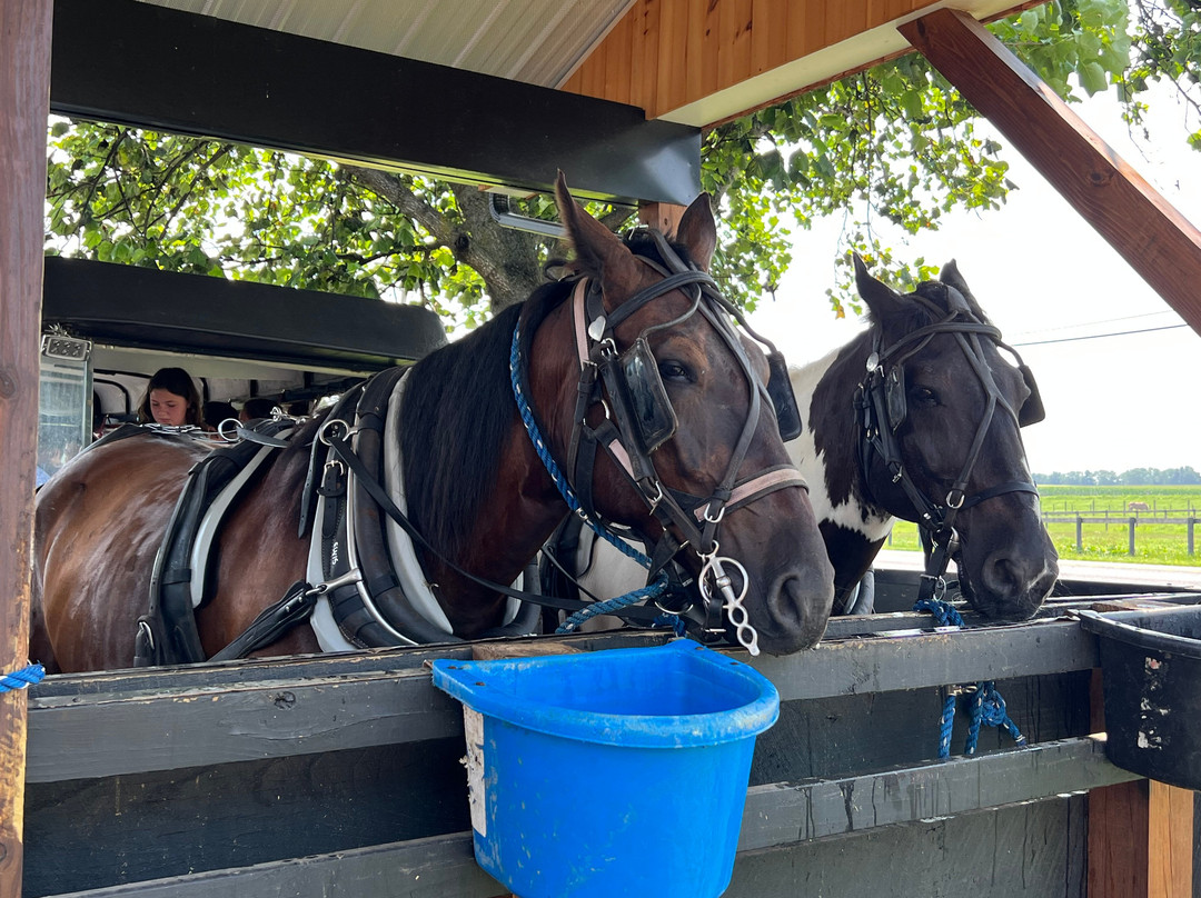 Aaron & Jessica's Buggy Rides-Bird in Hand必去景点