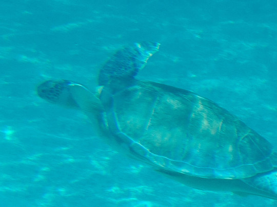 Caicos Tours-普罗维登西亚莱斯必去景点