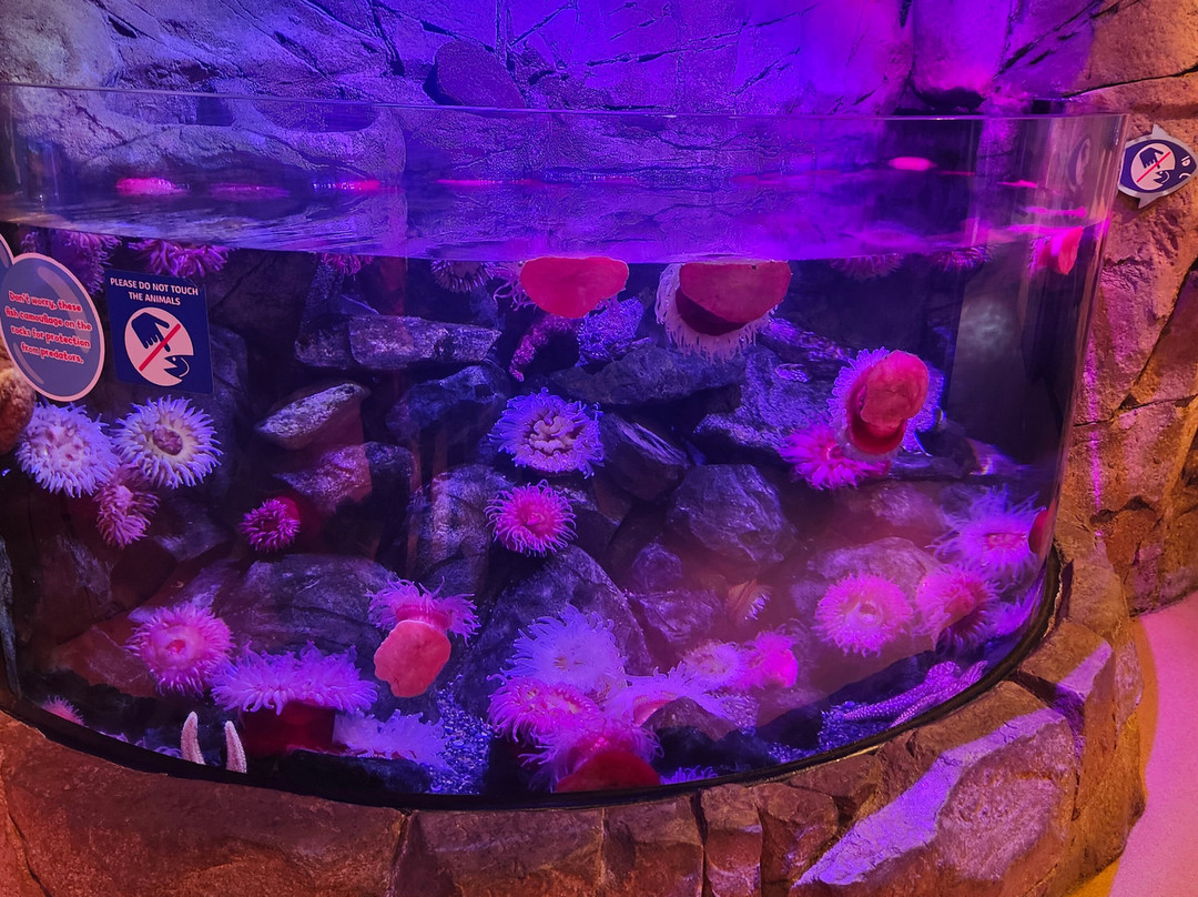 SEA LIFE Aquarium-卡尔斯巴德必去景点