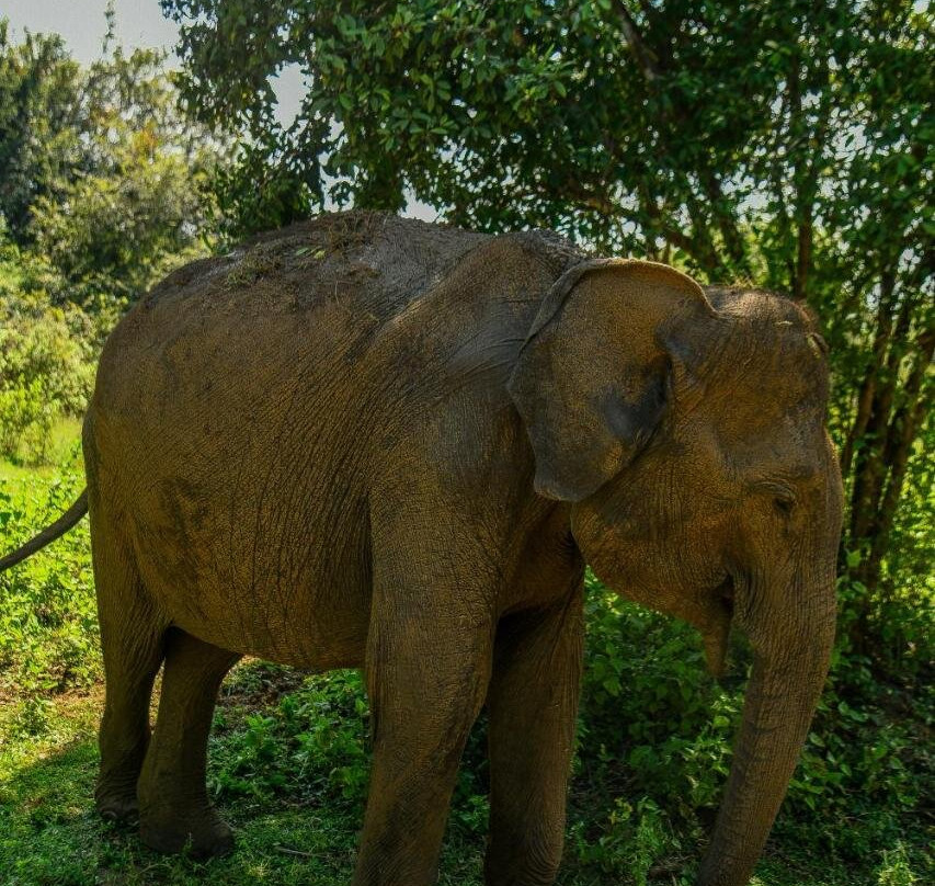 Wild Heaven Udawalawe主图