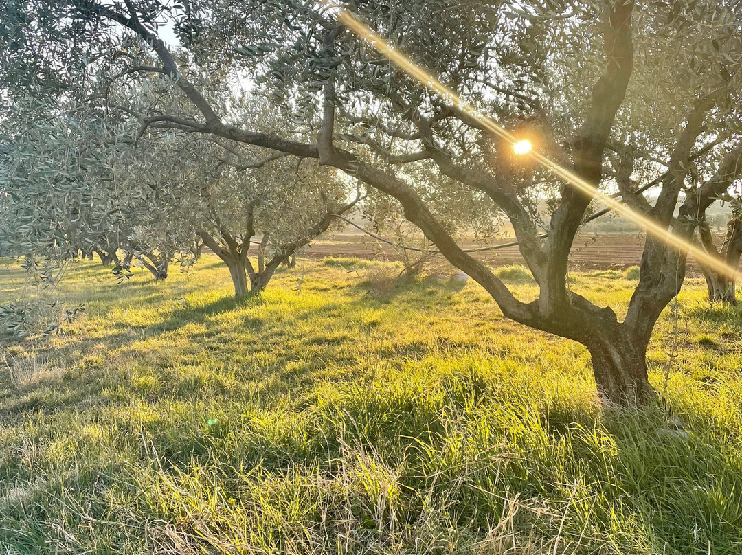 Jacob's Olive-Sveti Filip i Jakov必去景点