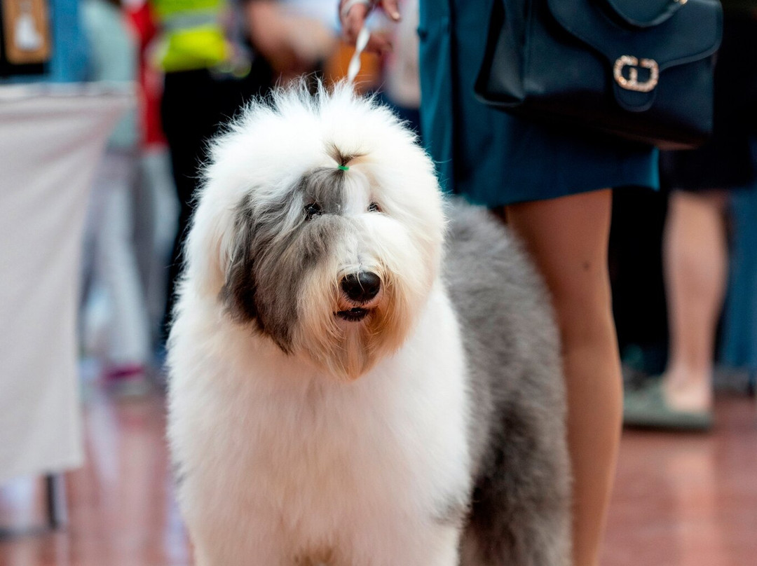 The Dog Show-蒙蒂基亚里必去景点