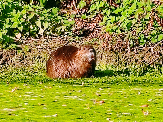 Club de Canoe - Kayak Les Ragondins-Villennes-sur-Seine必去景点