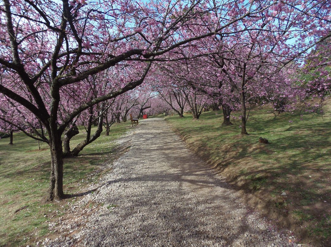 Parque das Cerejeira-坎普斯－杜若尔当必去景点