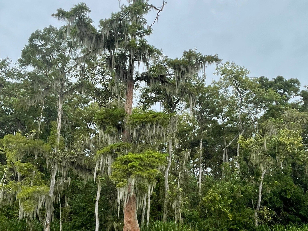 Zam's Bayou Swamp Tours-Kraemer必去景点