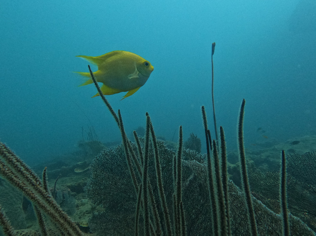 Turquoise Dream | PADI Dive Centre-Neil Island必去景点