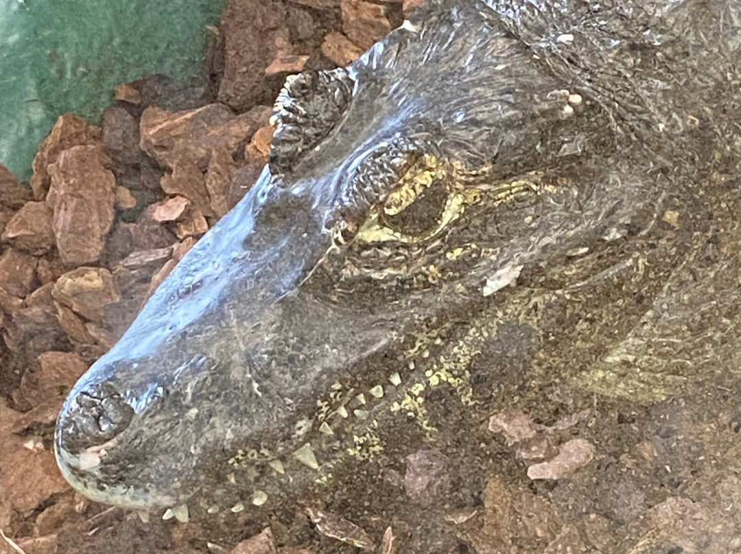 Crocodiles of the World-Brize Norton必去景点