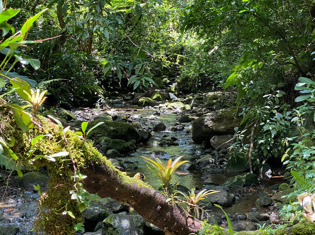 EMERALD FOREST CR-San Isidro必去景点