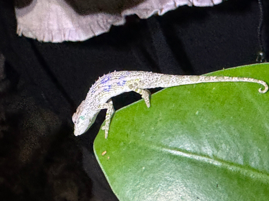 Masoala Safaris-Maroantsetra必去景点