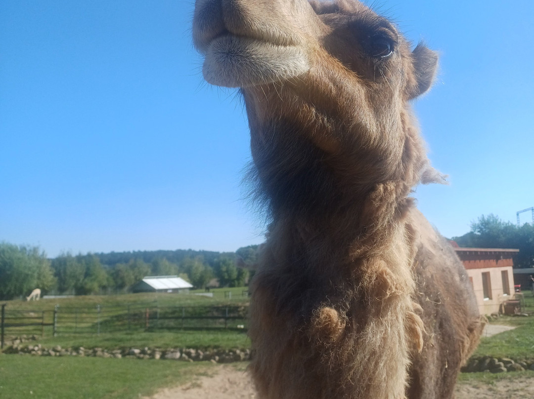 Erlebnis- und Tigerpark Dassow-Dassow必去景点