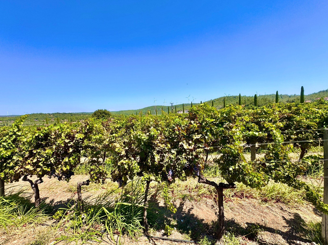 Urla Winery-Urla必去景点