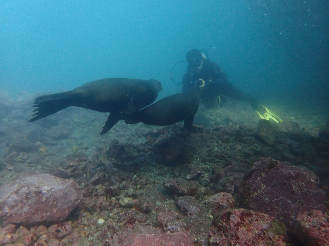 Scuba Iguana-阿约拉港必去景点