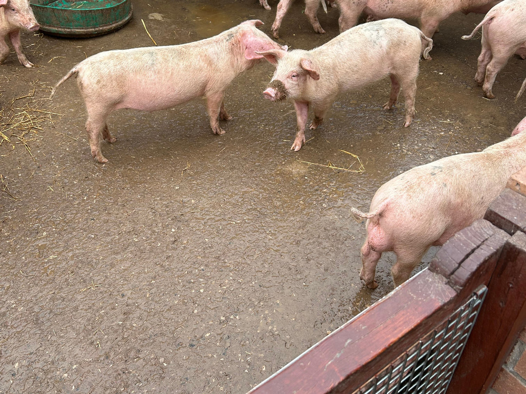 Hayrack Church Farm-Thornton-le-Moors必去景点