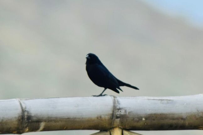 Birdwatching Máncora-Mancora必去景点