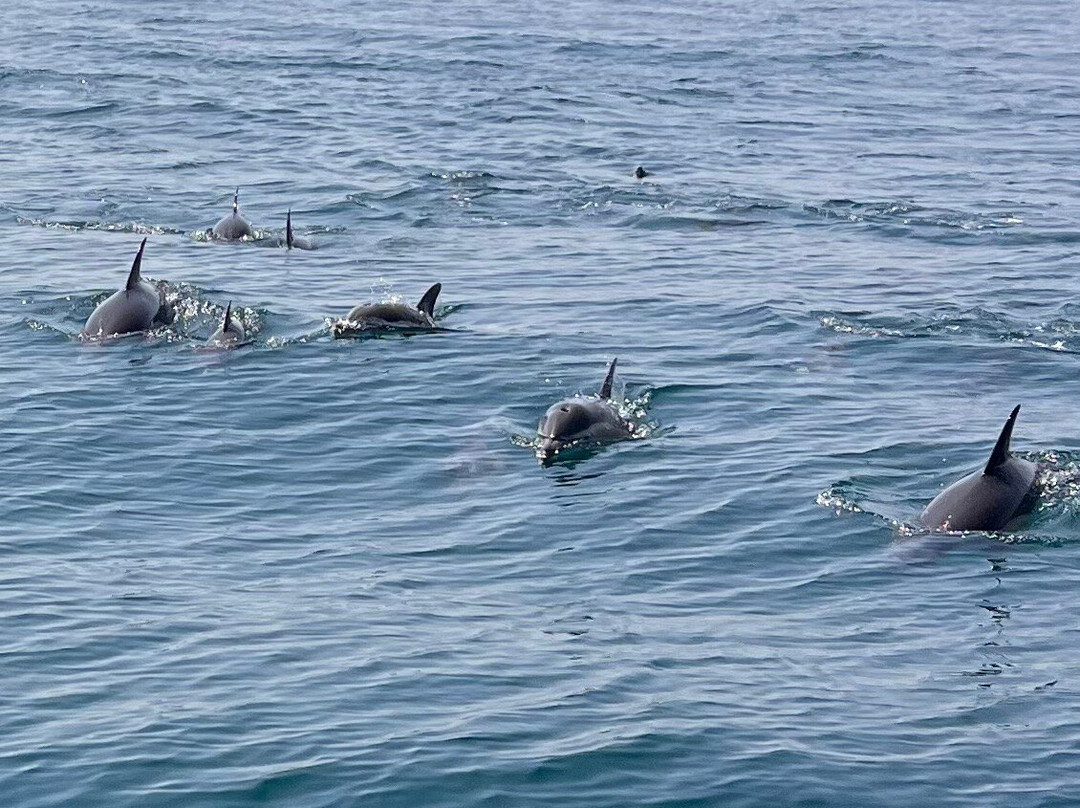 Algarve Dolphin Lovers-Burgau必去景点
