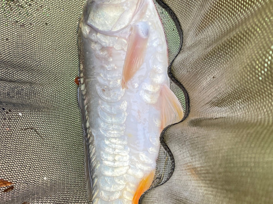 Commonwood Fishery-Holt必去景点