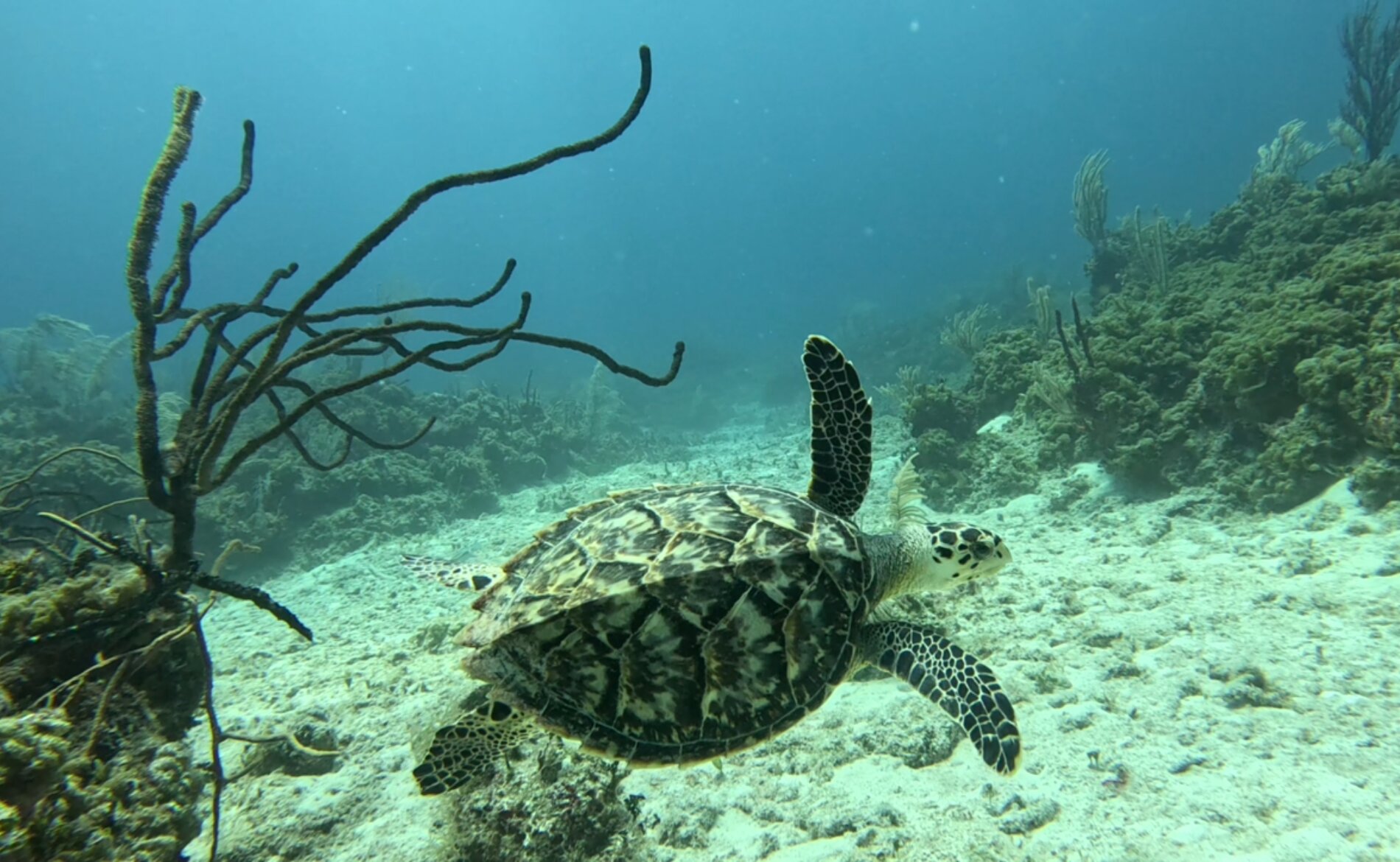 Grand Muthu Cayo Guillermo-泳池