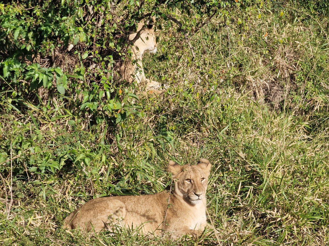 Leopard Orchid Safaris-内罗毕必去景点