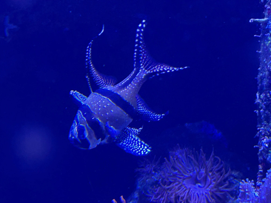 Aquarium GEOMAR-基尔必去景点