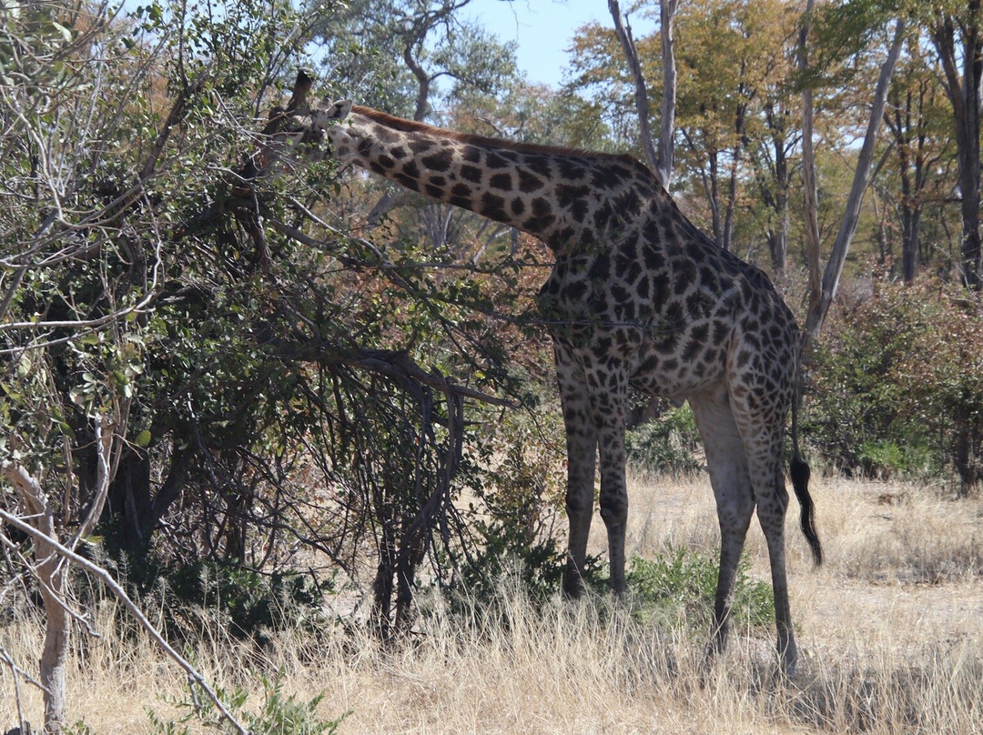 Moremi Wildlife Reserve-莫雷米野生动物保护区必去景点