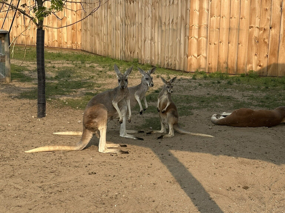 Deer Tracks Junction-Cedar Springs必去景点