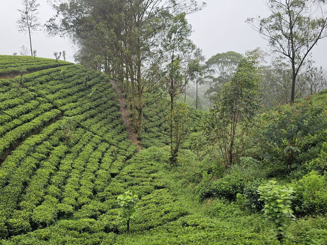 Travel Now Sri Lanka-科伦坡必去景点