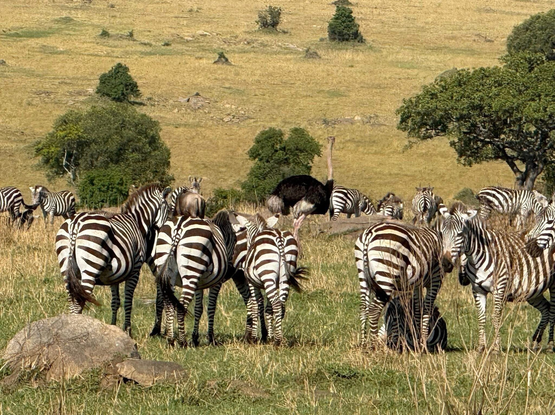 Serengeti Pride-阿鲁沙必去景点