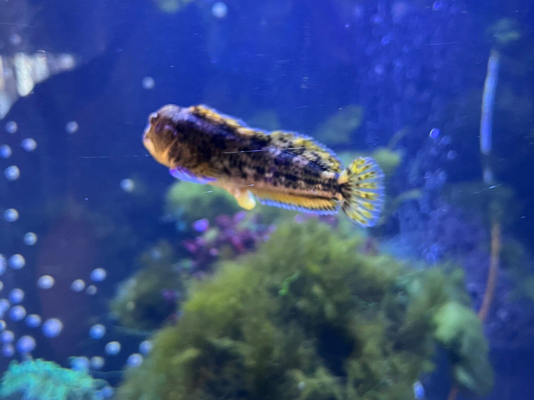 Marine Discovery Centre & Whitby Lobster Hatchery-惠特比必去景点