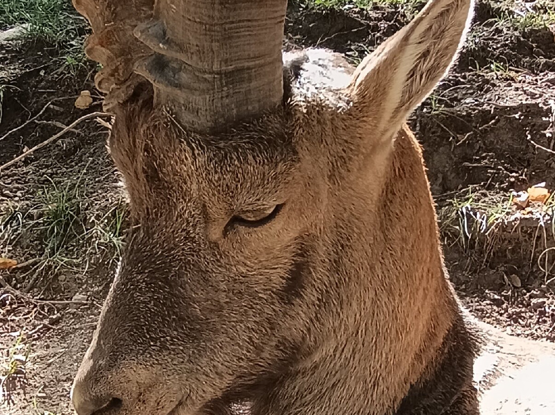 Parc Animalier d'Introd-Introd必去景点