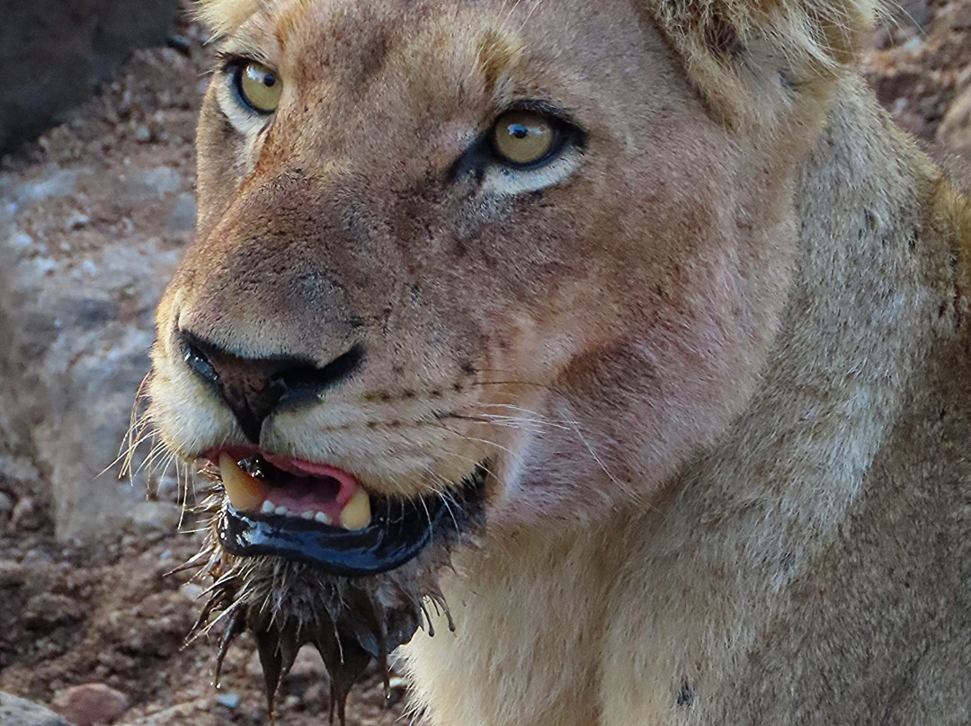 SAFARI, DRIVE & DIVE TOURS-Inhambane必去景点