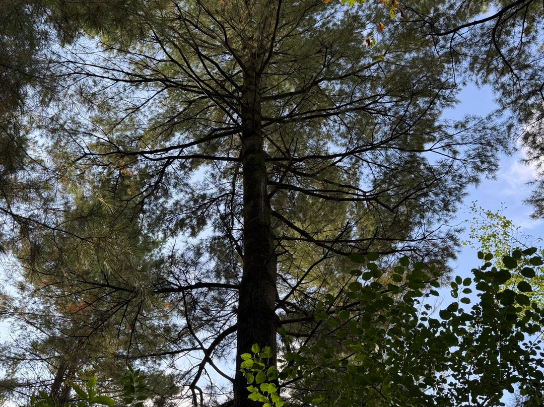 Carley State Park-Altura必去景点