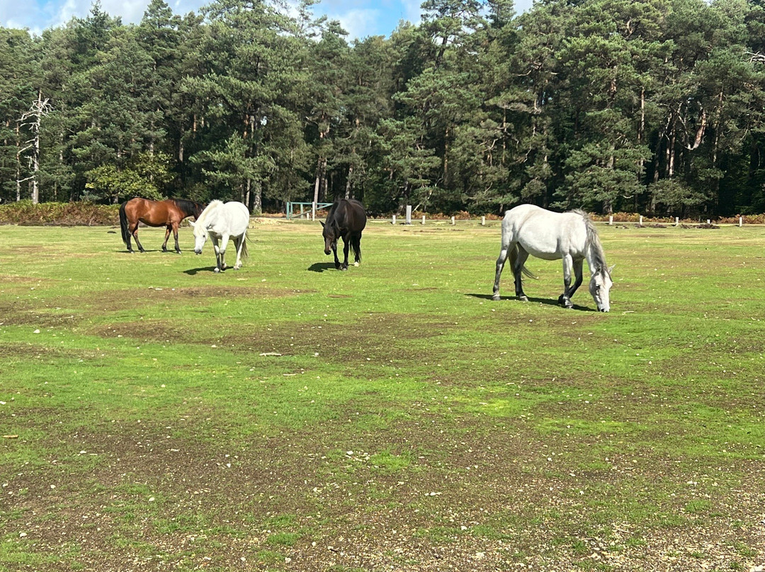 Bolderwood Deer Sanctuary-林德赫斯特必去景点