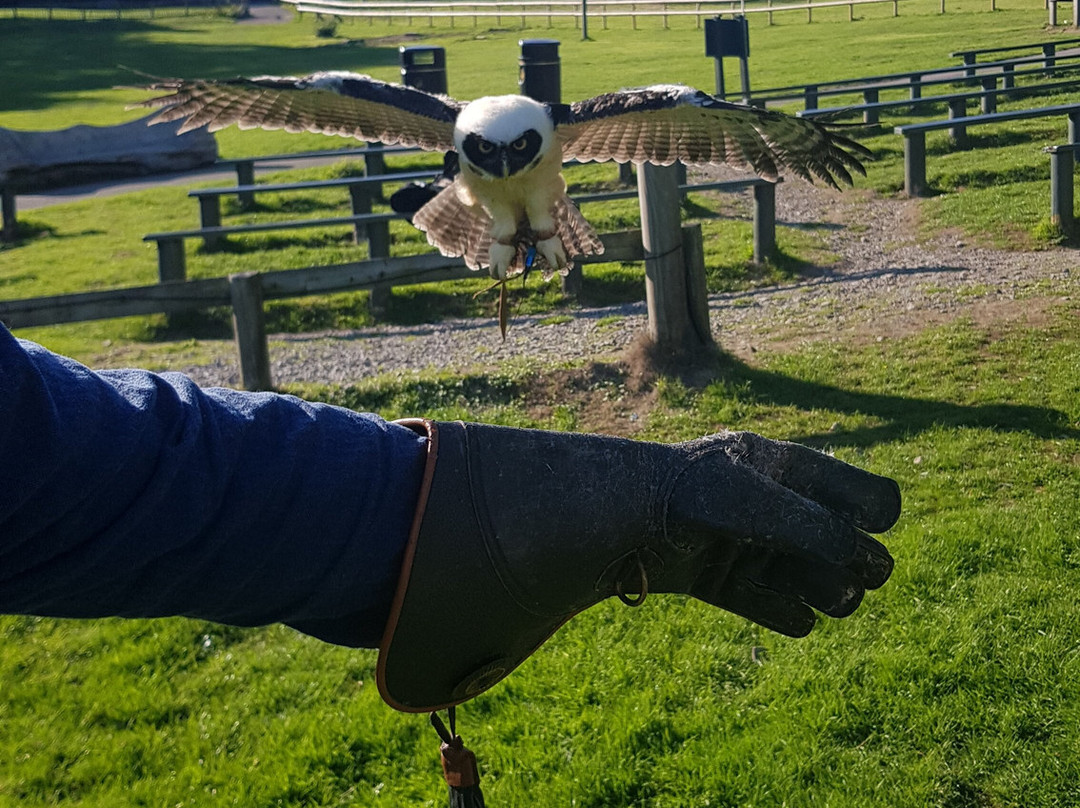 The Falconry Experience-纽波特必去景点