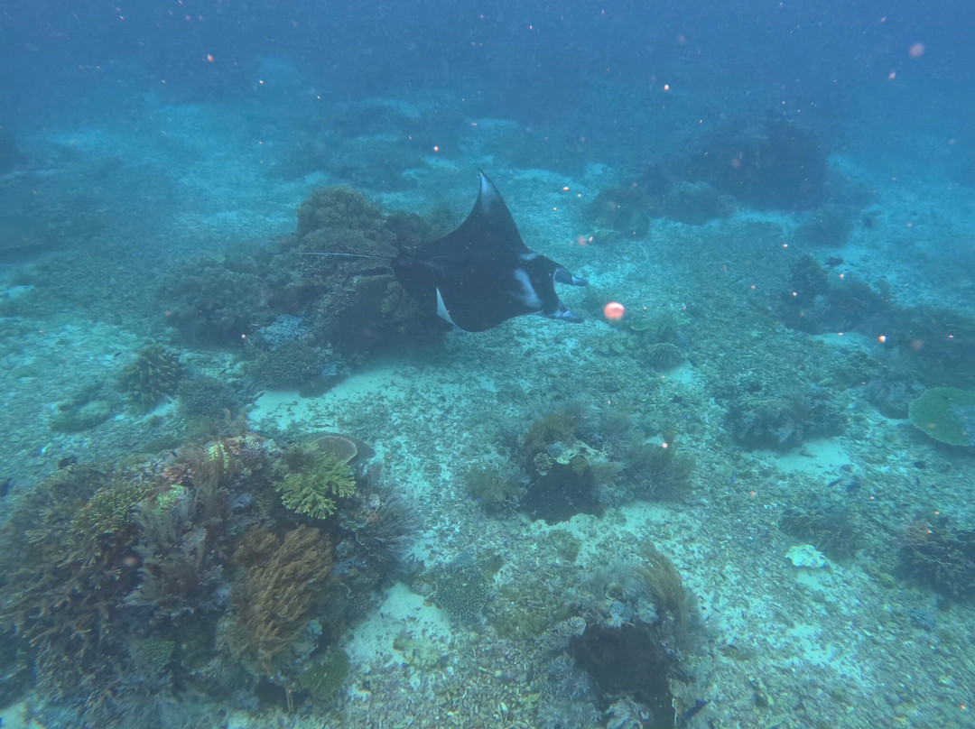 Exotic Komodo Tours-Labuan Bajo必去景点