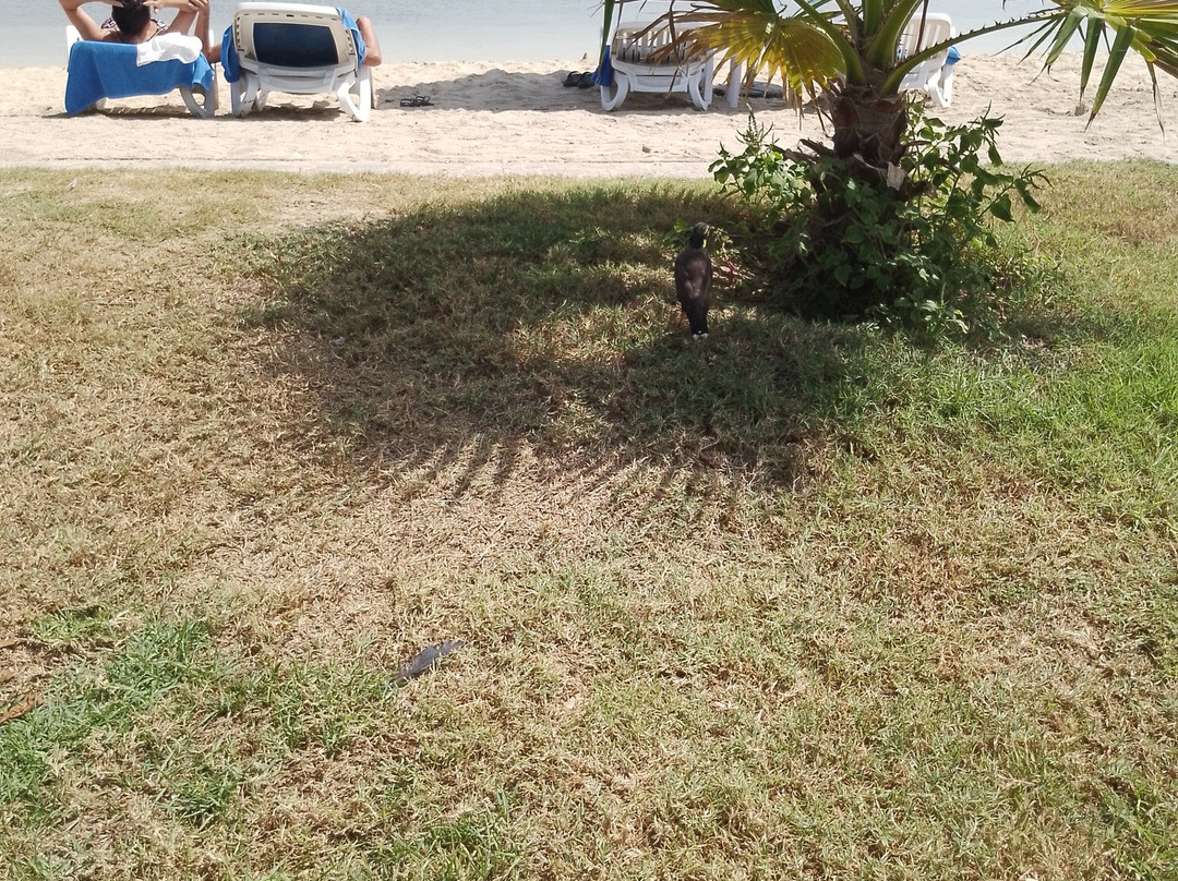 弗拉明戈海滩度假村主图