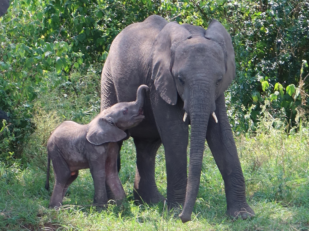 Kisoro Tours Uganda-坎帕拉必去景点