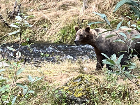 Campbell River Whale and Bear Excursions-坎贝尔里弗必去景点