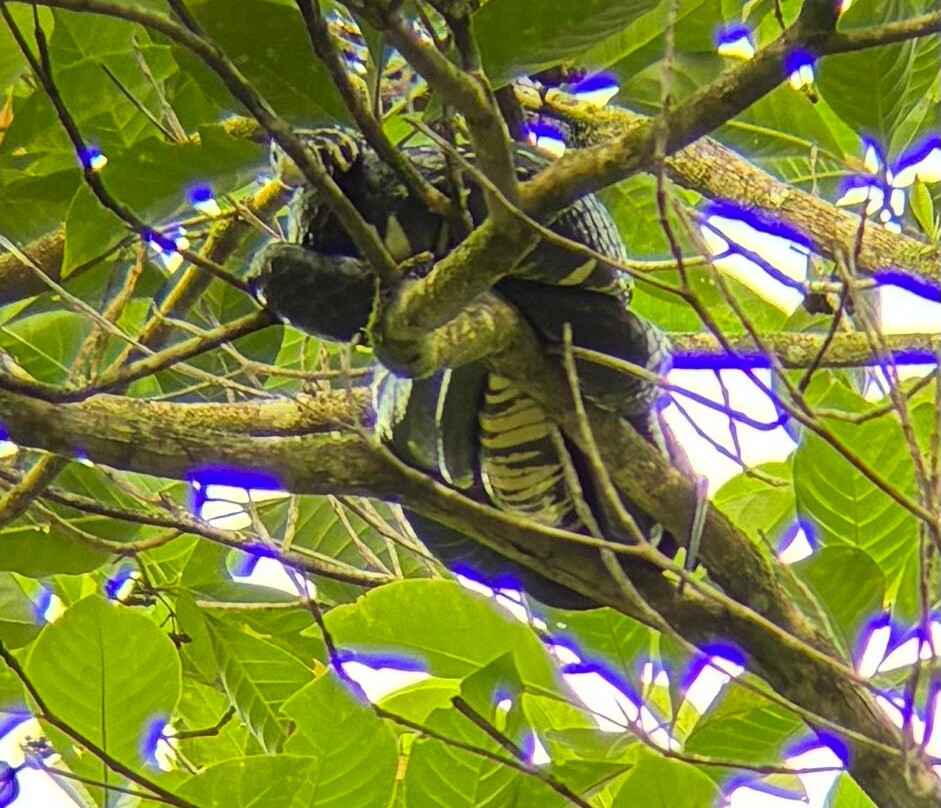 Ecogarden Arenal Family Project-福德圣卡洛斯必去景点