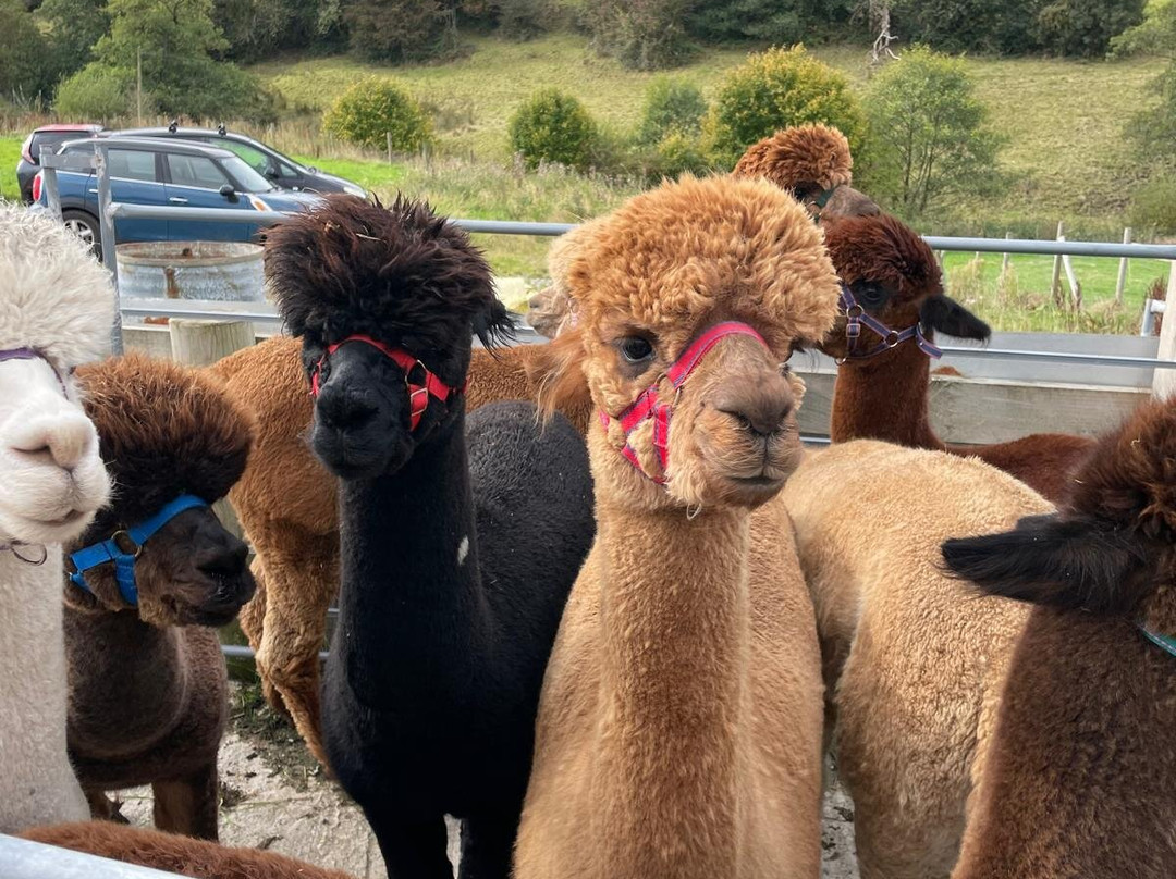 Macclesfield Alpacas-麦克尔斯菲尔德必去景点