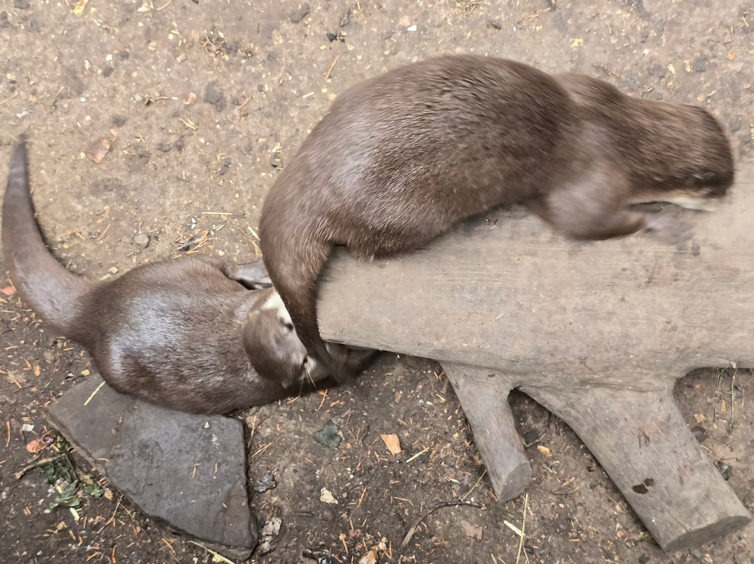 Shepreth Wildlife Park-Shepreth必去景点