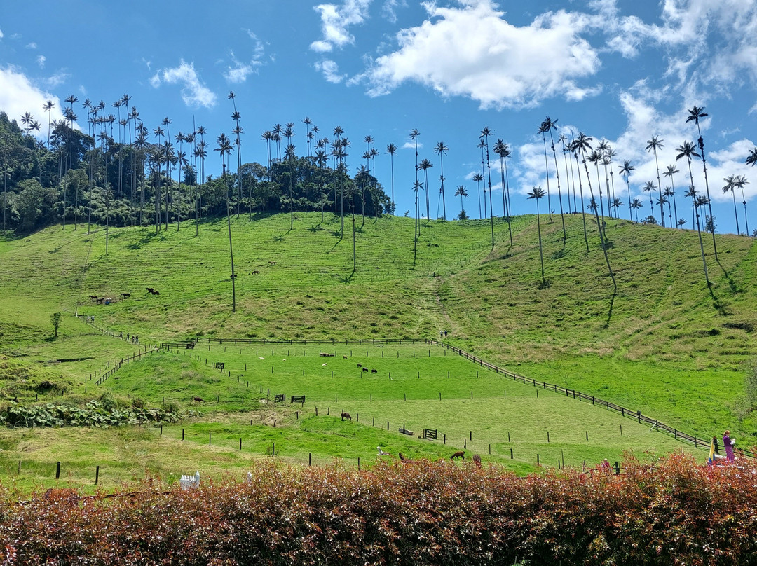 Valle De Cocora-萨伦托必去景点